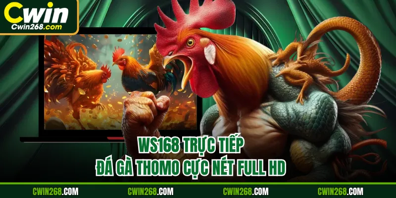 WS168 trực tiếp đá gà Thomo cực nét full HD